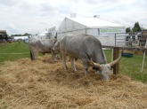 DSCN4835.JPG