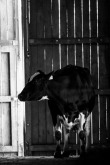 FLO_0258 (Másolás).jpg