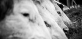 FLO_0364 (Másolás).jpg