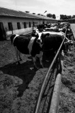 FLO_0557 (Másolás).jpg