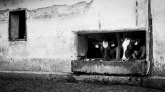 FLO_0587 (Másolás).jpg