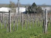 Szőlő13.04.18. 004.JPG