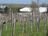 Szőlő13.04.18. 005.JPG