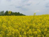 100_5625.JPG