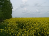 100_5642.JPG